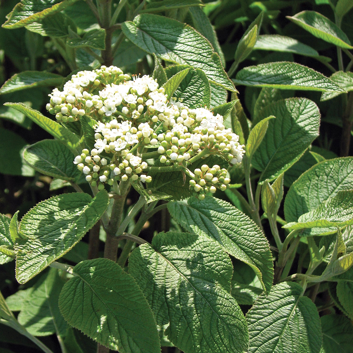 Mohican Viburnum