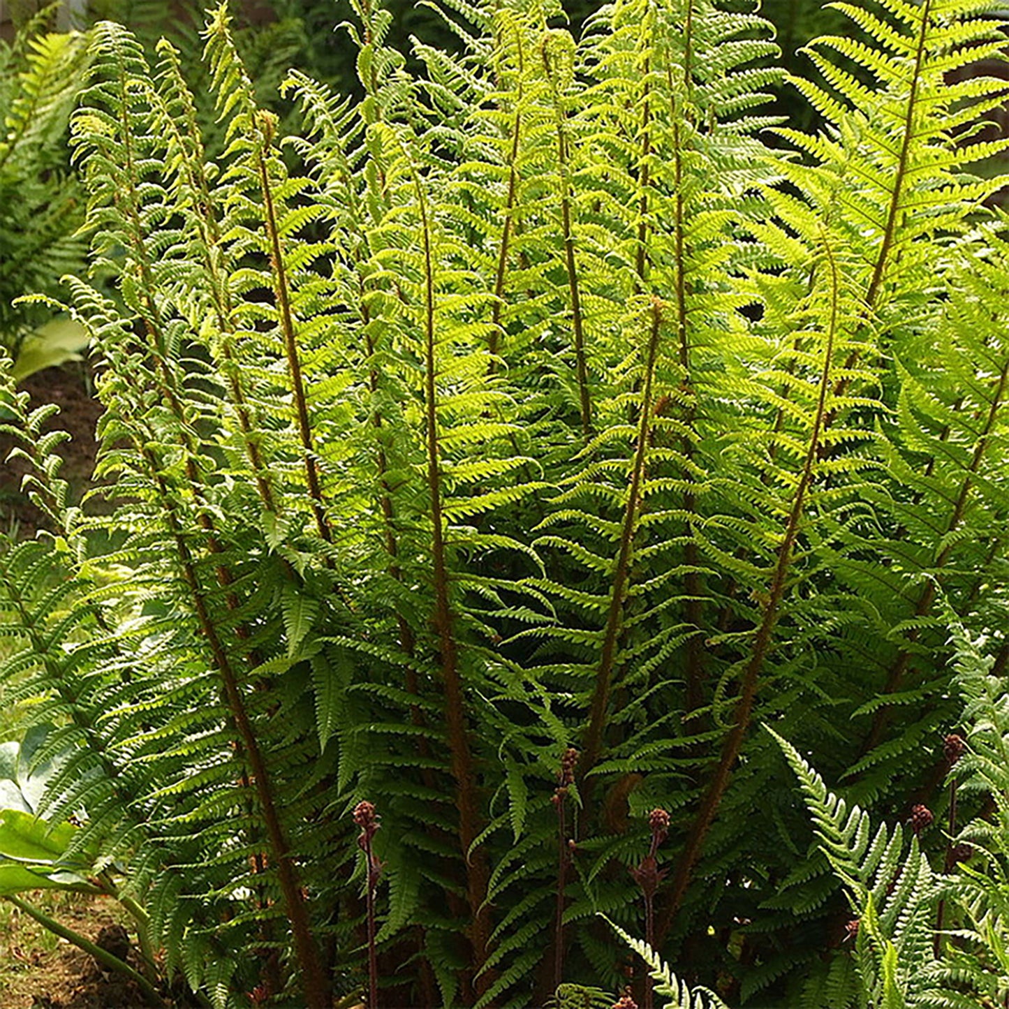 Golden Male Fern
