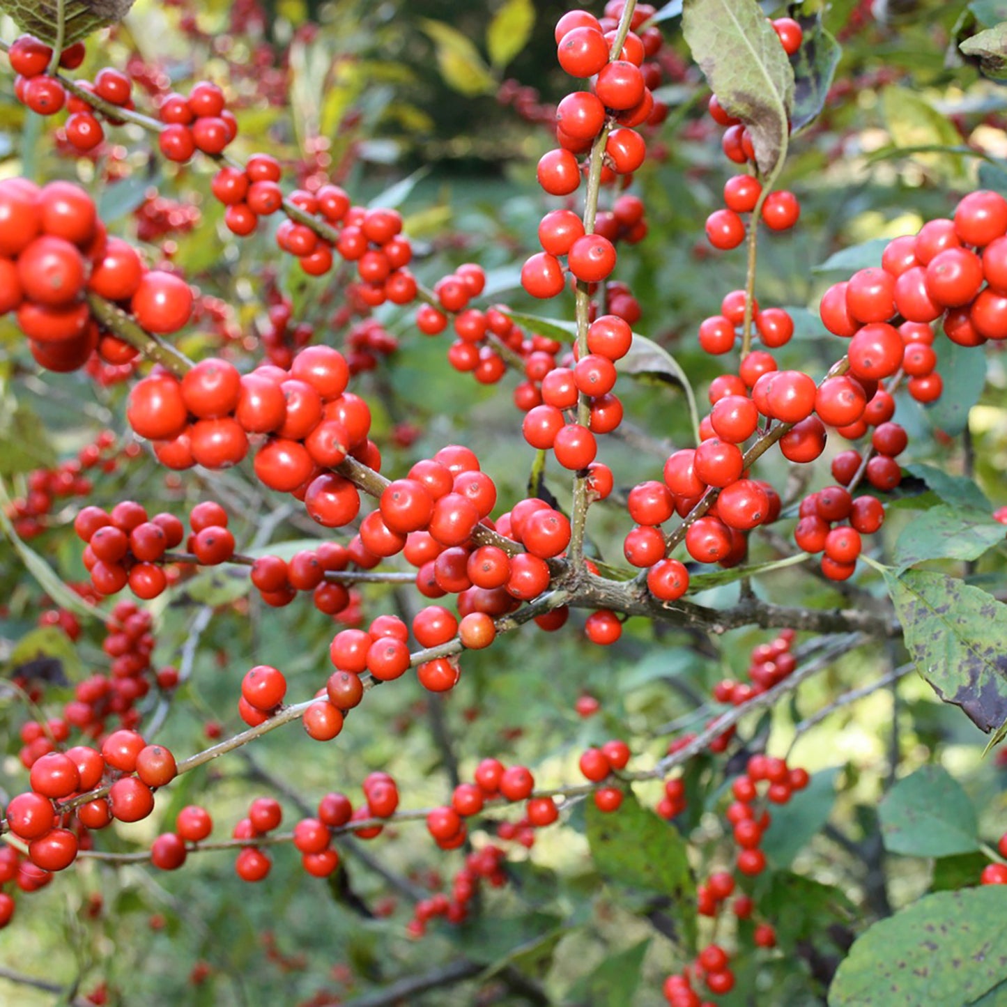 Winterberry