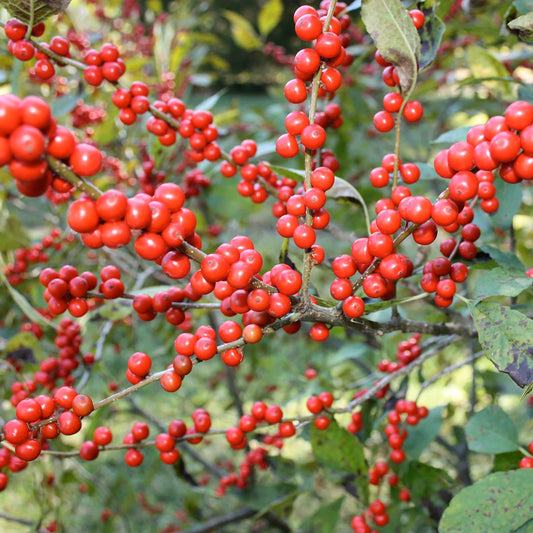 Winterberry