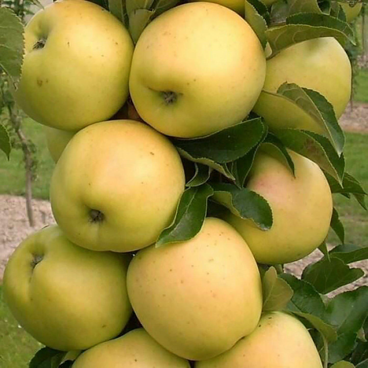 Golden Treat™ Columnar Apple