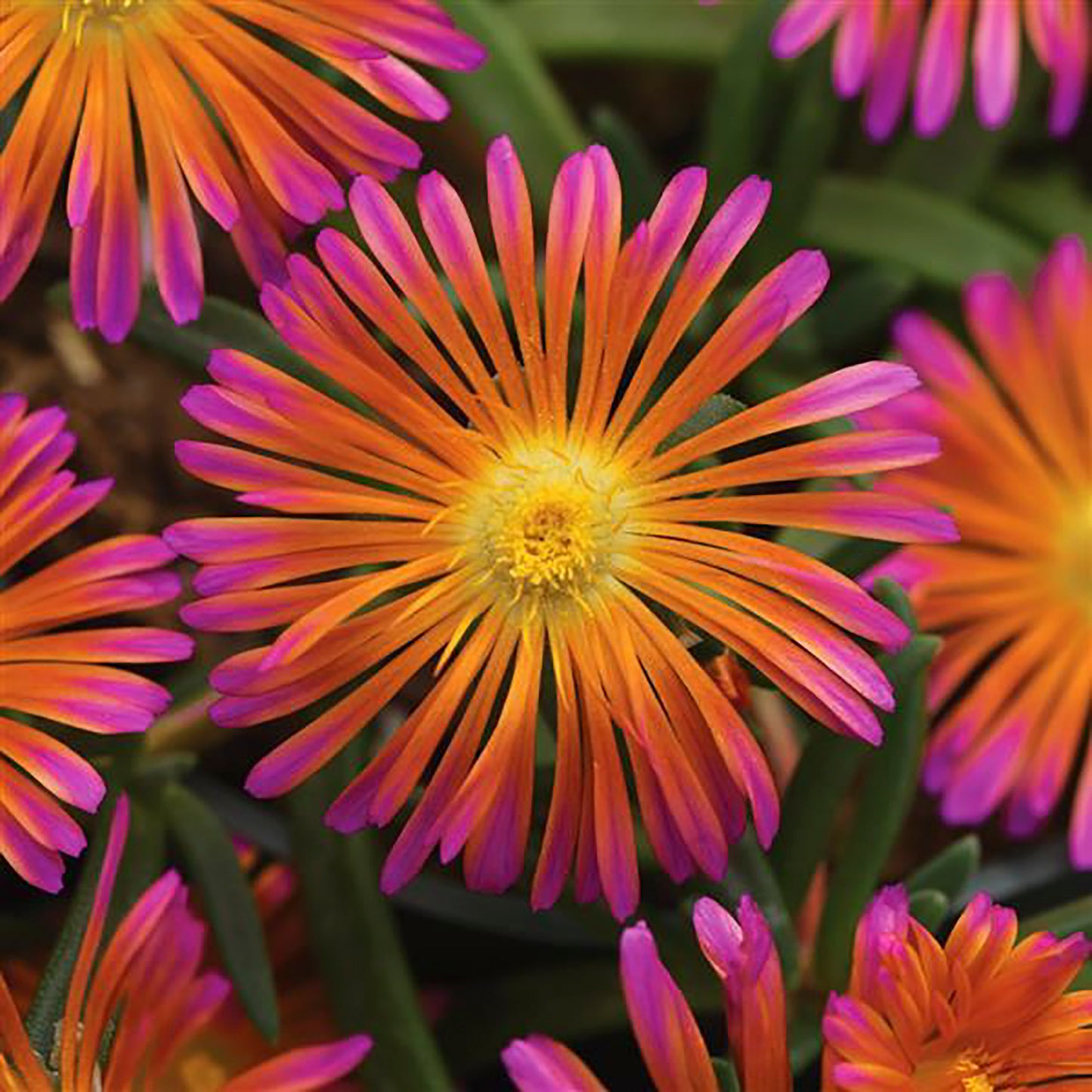 Orange Glow Ice Plant