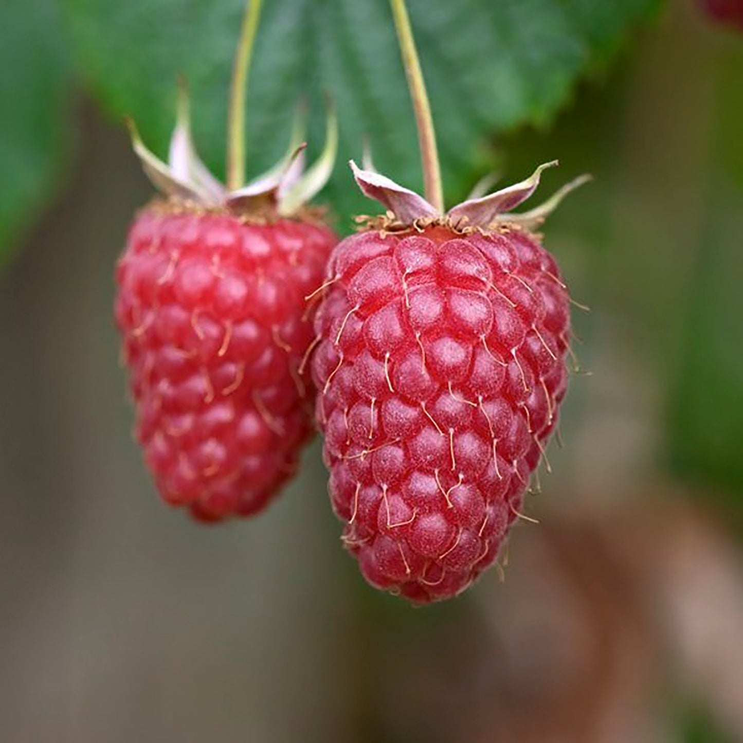 Tulameen Raspberry