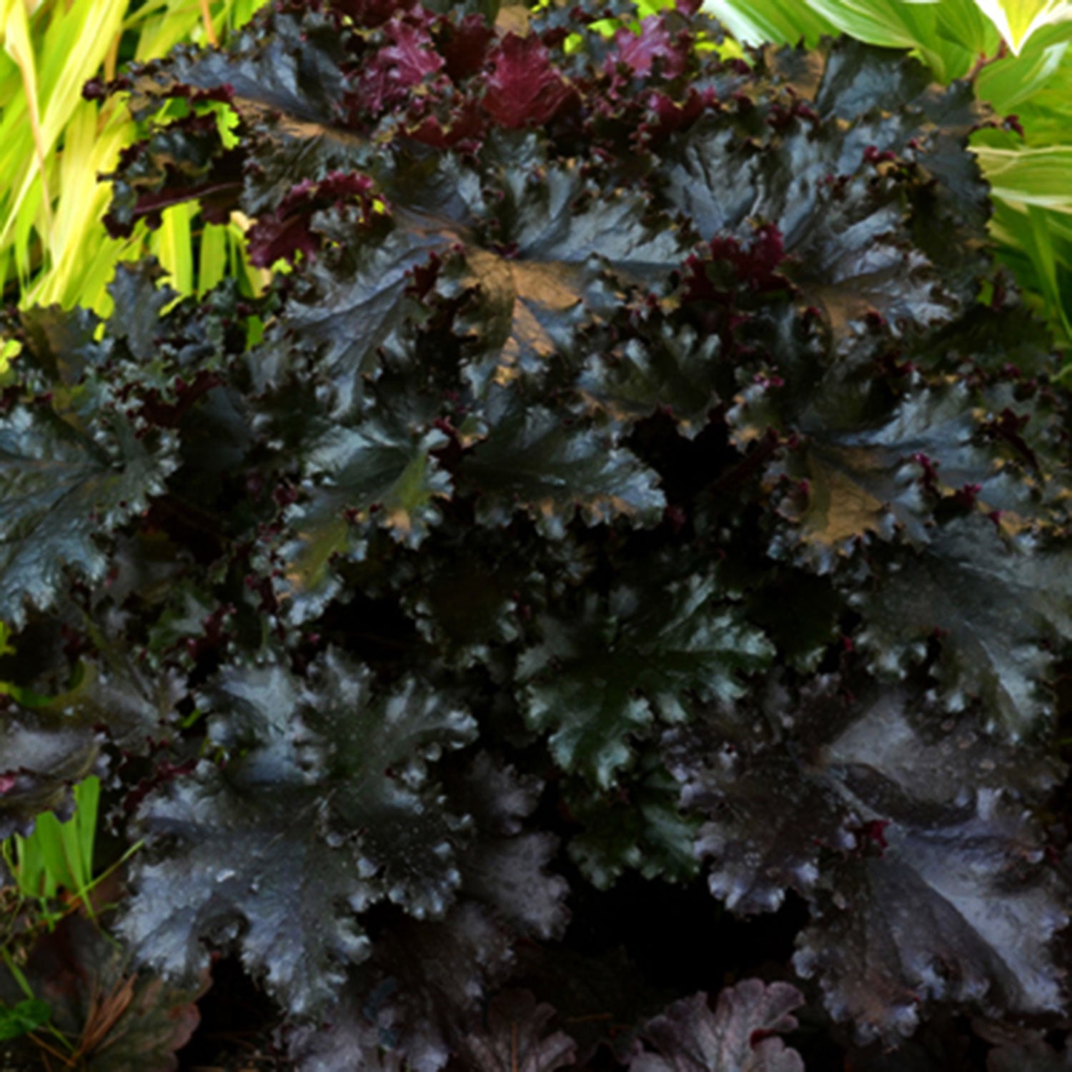 Black Taffeta Coral Bells