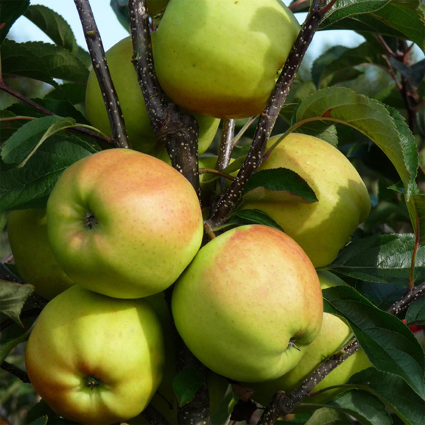 Golden Delicious Apple Tree