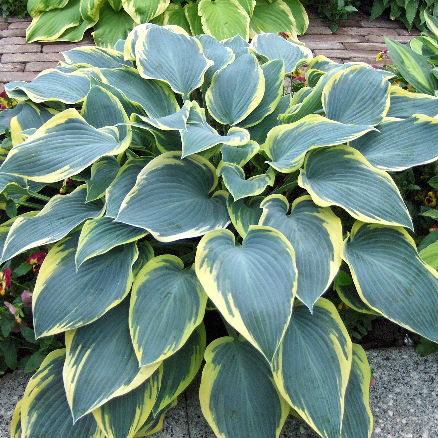 First Frost Plantain Lily