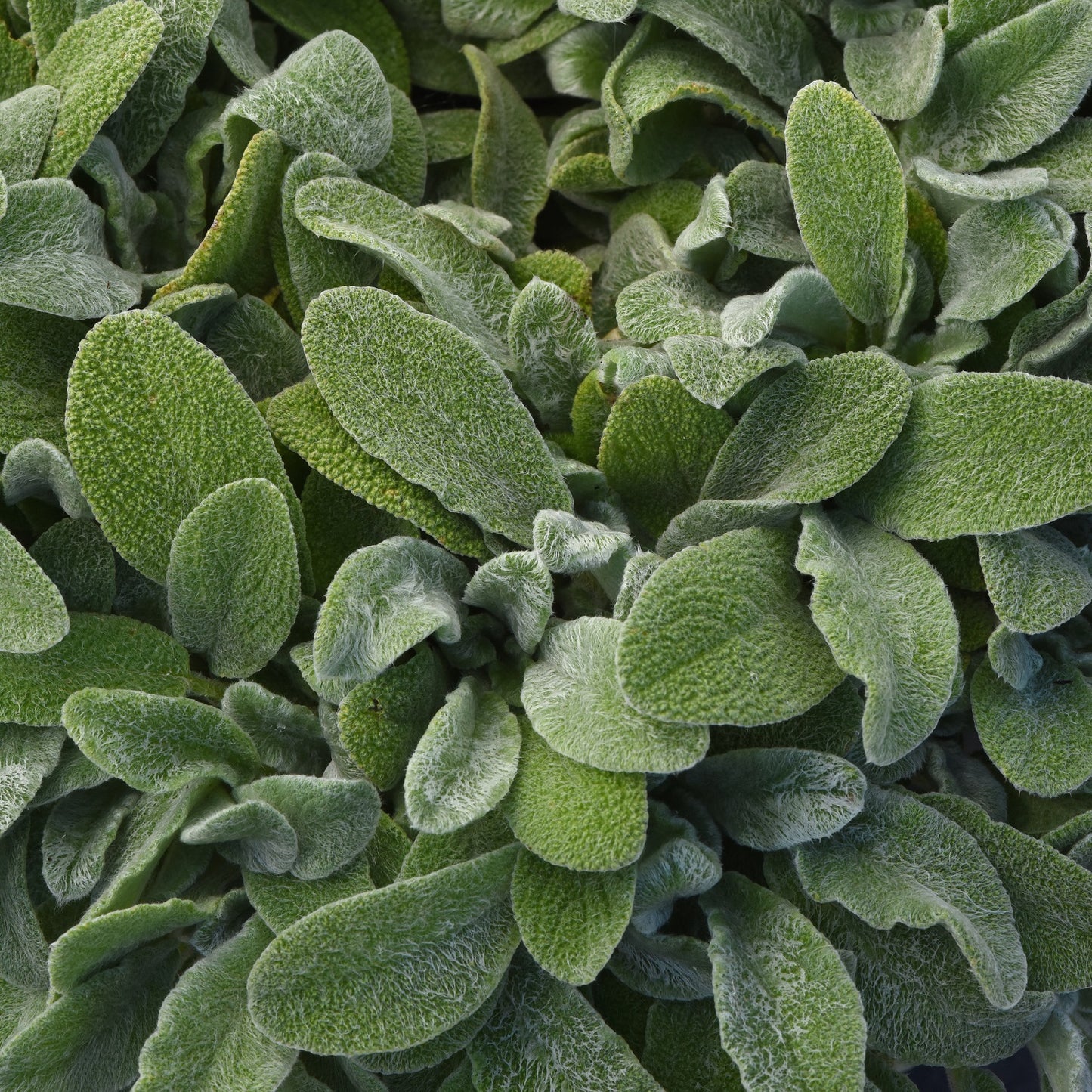 Little Lamb Lamb's Ear