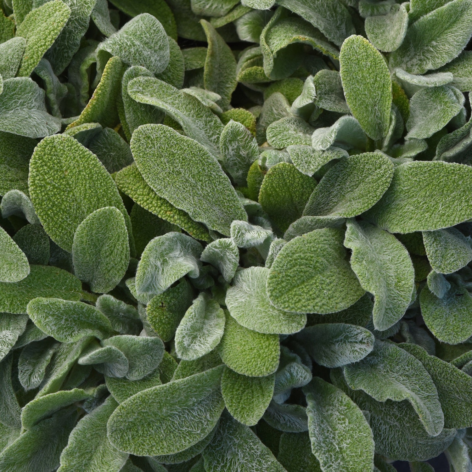 Little Lamb Lamb's Ear