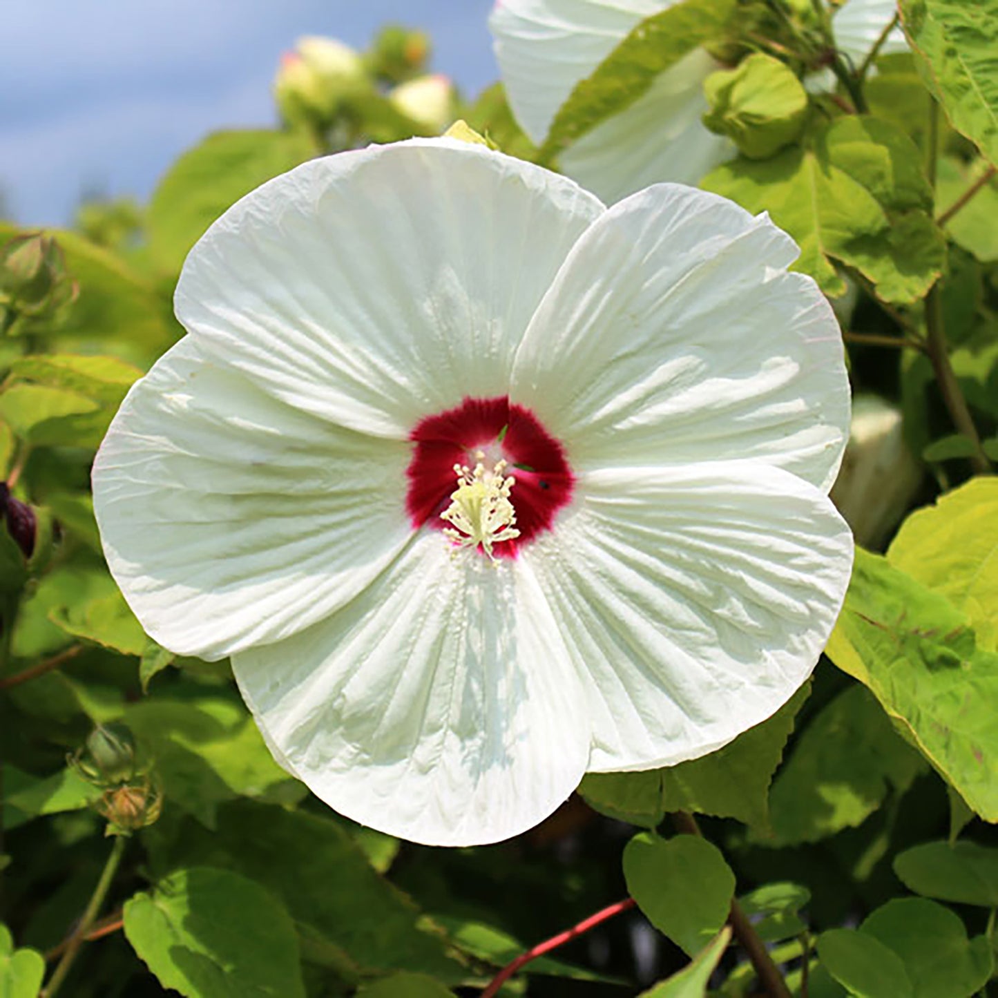 Luna White Rose Mallow