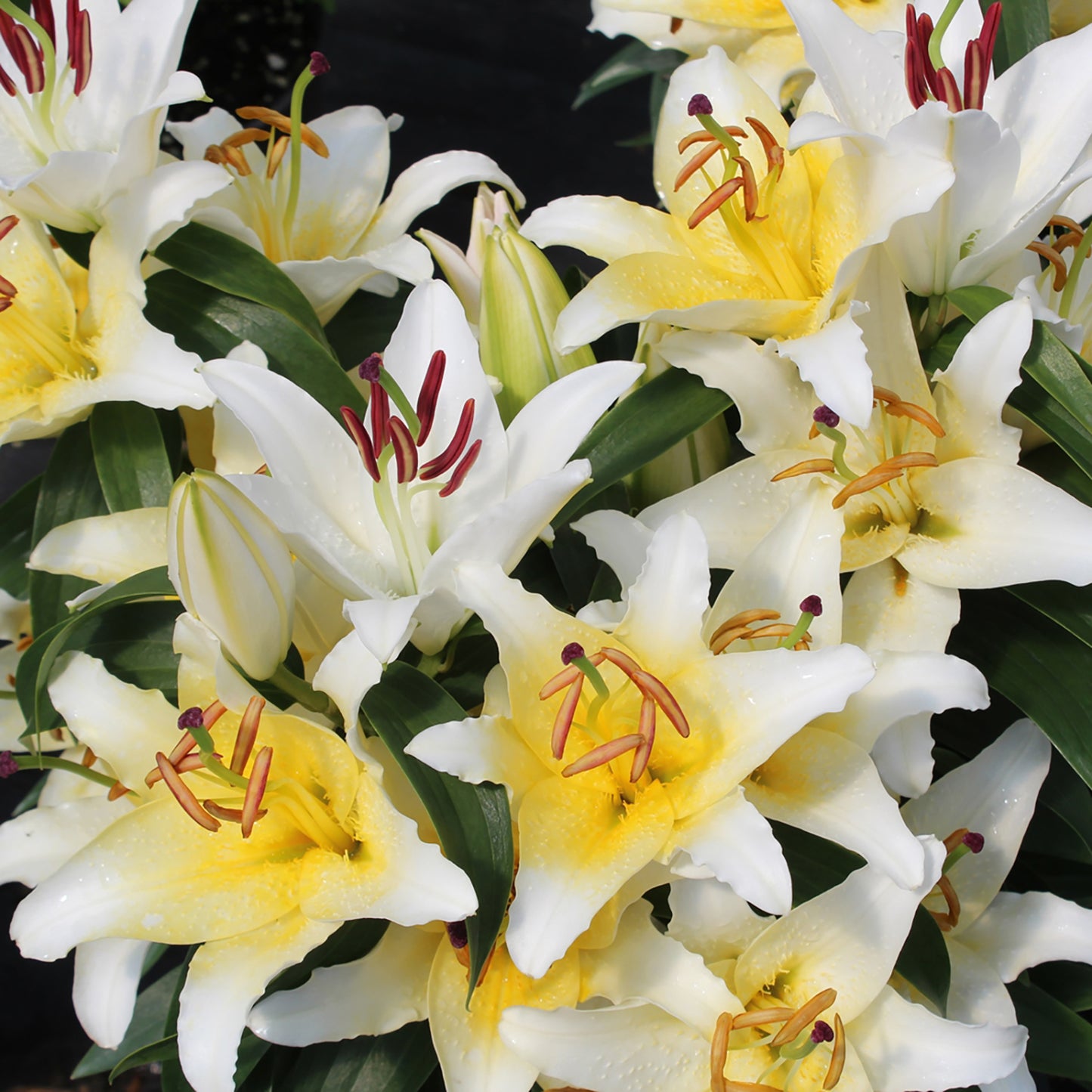 Sunny Bahamas Lily