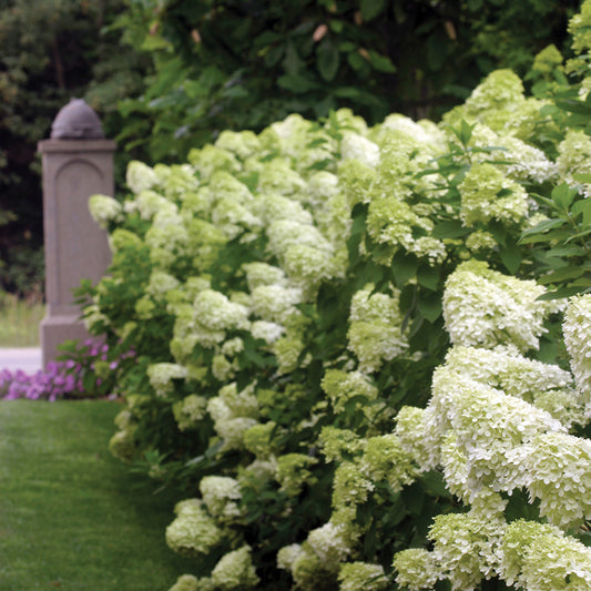 Limelight Hydrangea