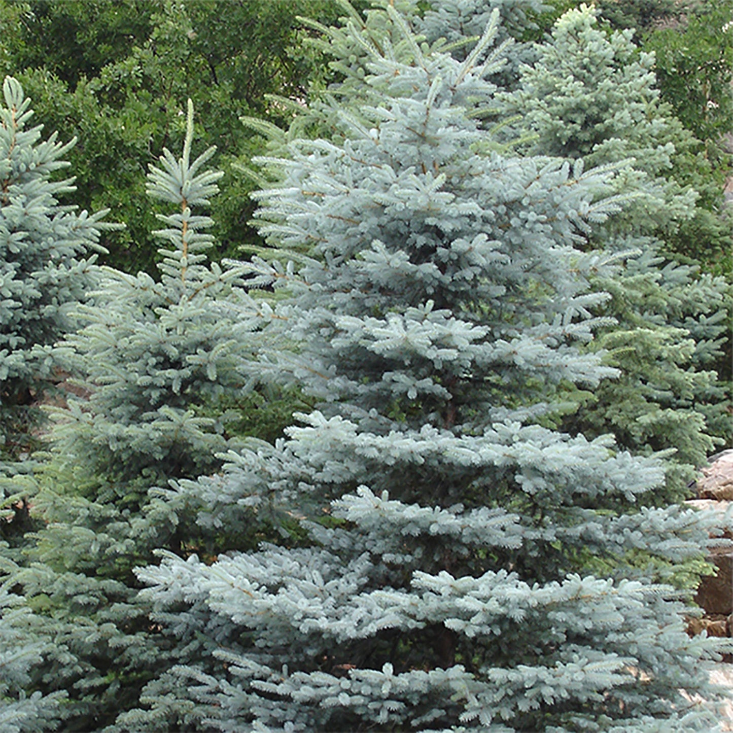 Hoopsi Blue Spruce