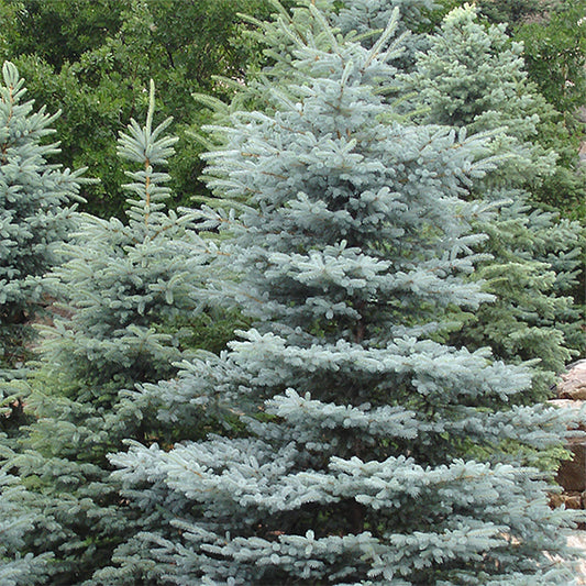 Hoopsi Blue Spruce
