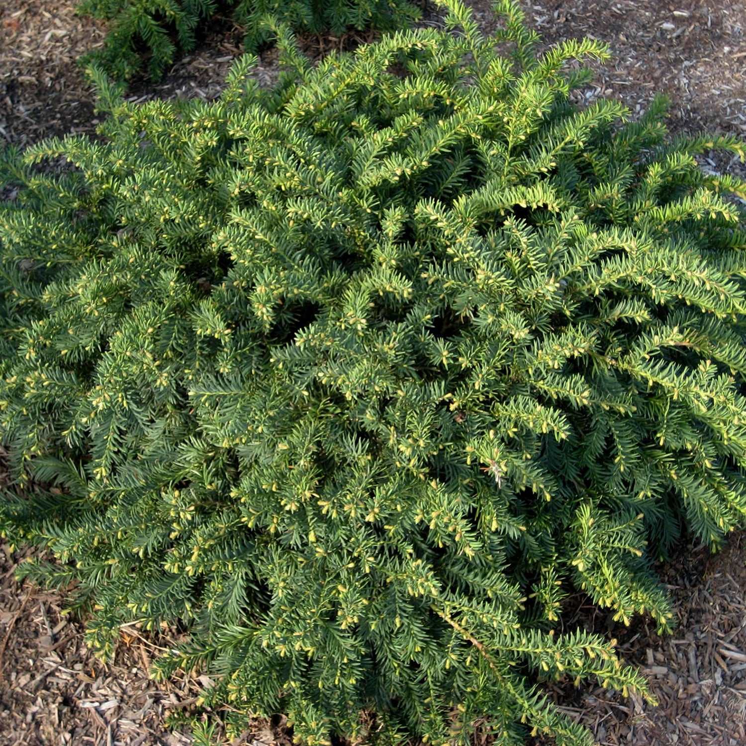 Ward's Yew