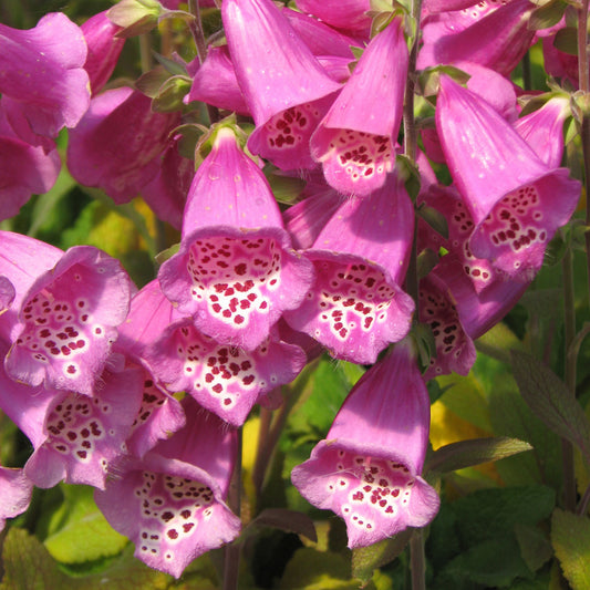 Camelot Rose Foxglove
