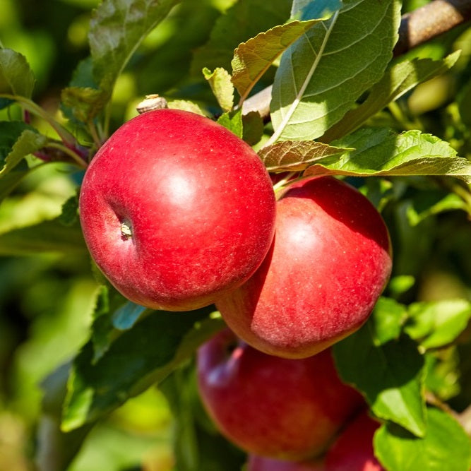 CrimsonCrisp Apple Tree