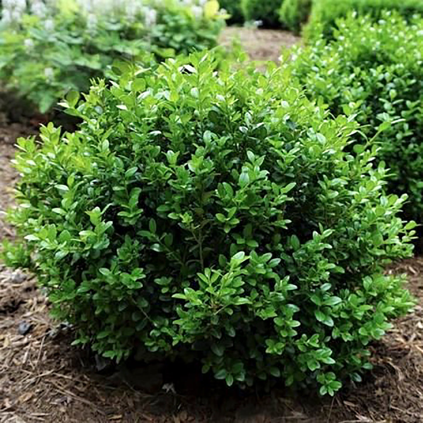 Little Missy Boxwood