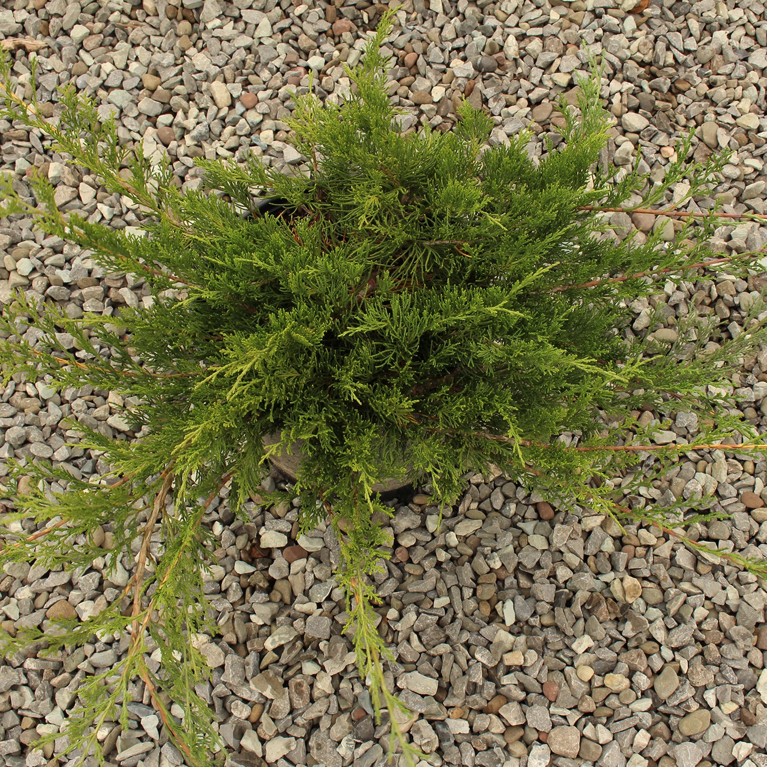 Buffalo Juniper