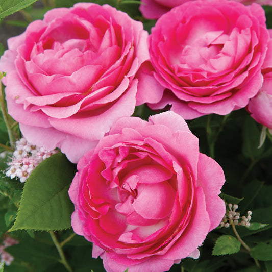 Raspberry Cupcake Hybrid T Rose