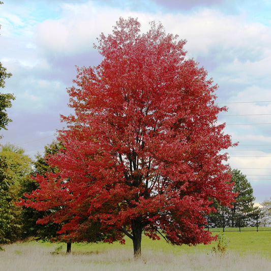 Redpointe Maple