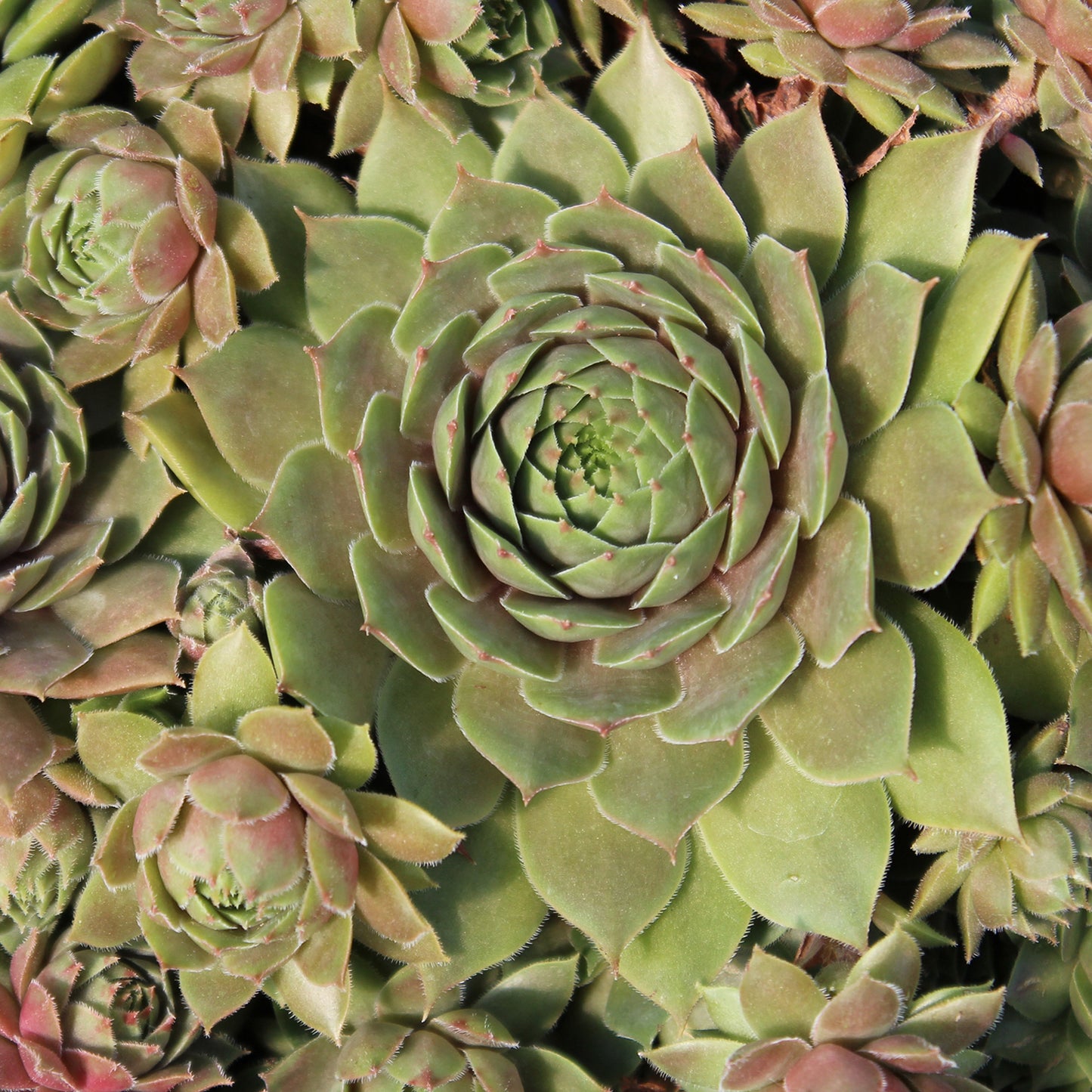 Emerald Empress Hens and Chicks