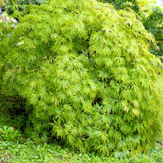 Weeping Laceleaf Japanese Maple