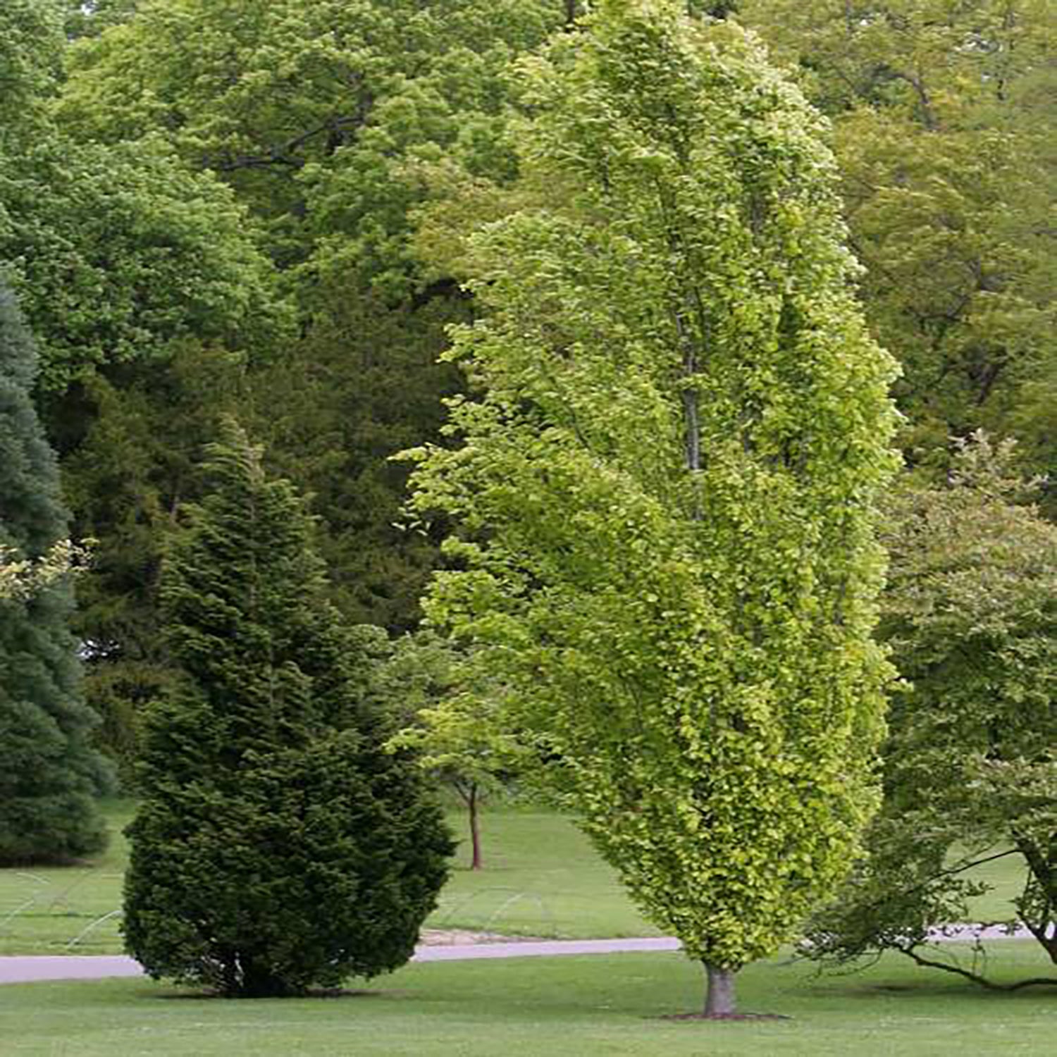 Dawyck Gold Beech