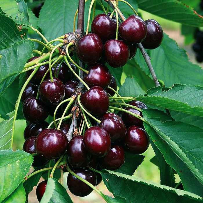 Van Cherry Tree