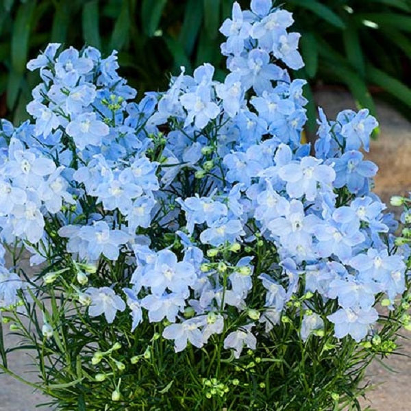 Hunky Dory Sky Blue Larkspur