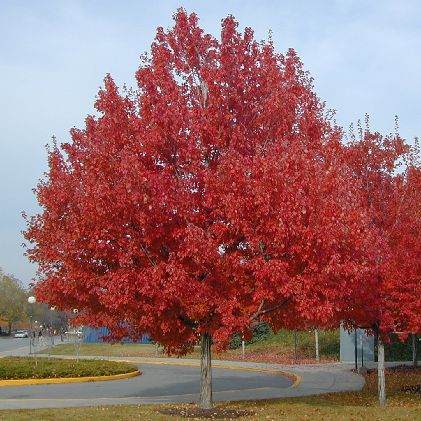 Red Maple