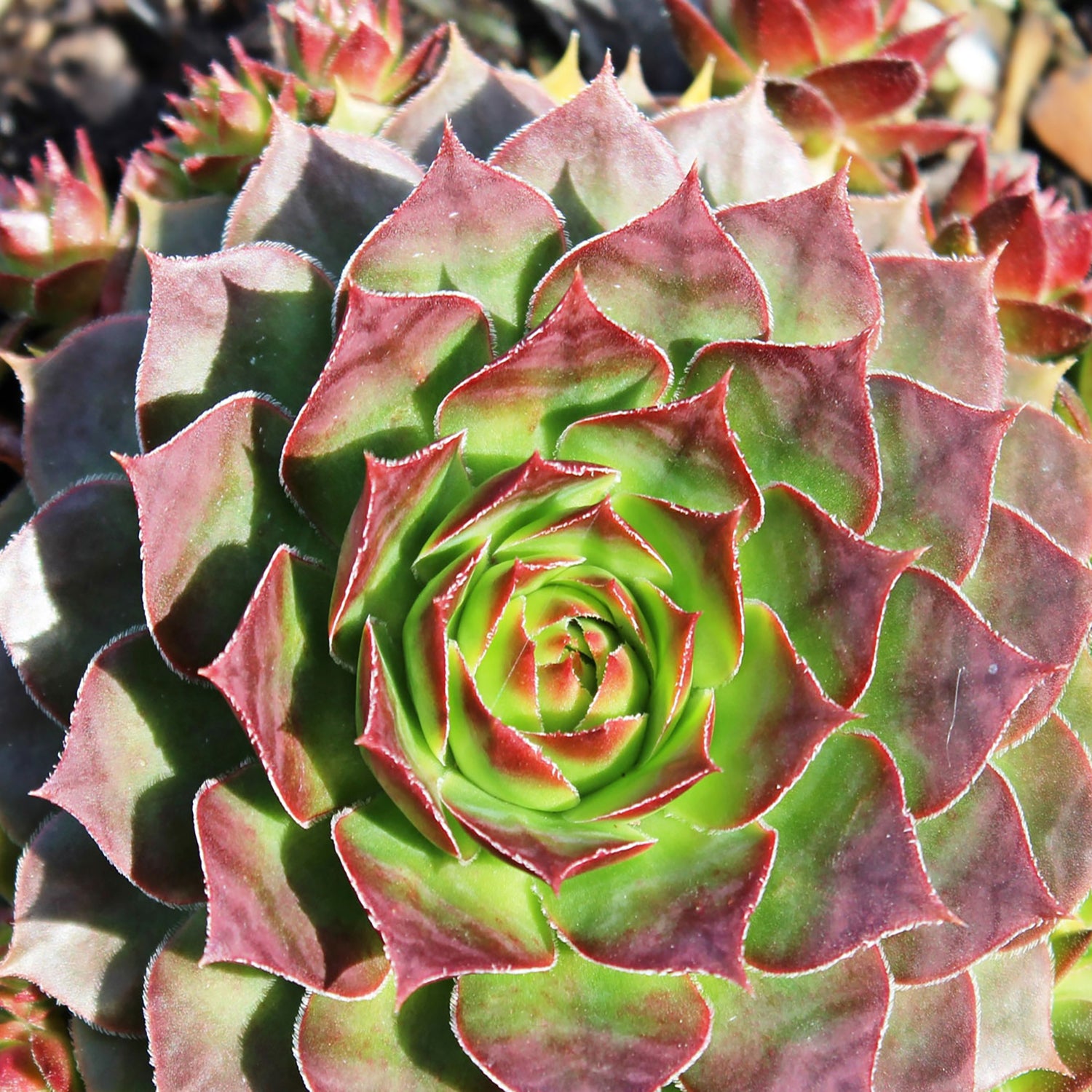 Black Hens and Chicks