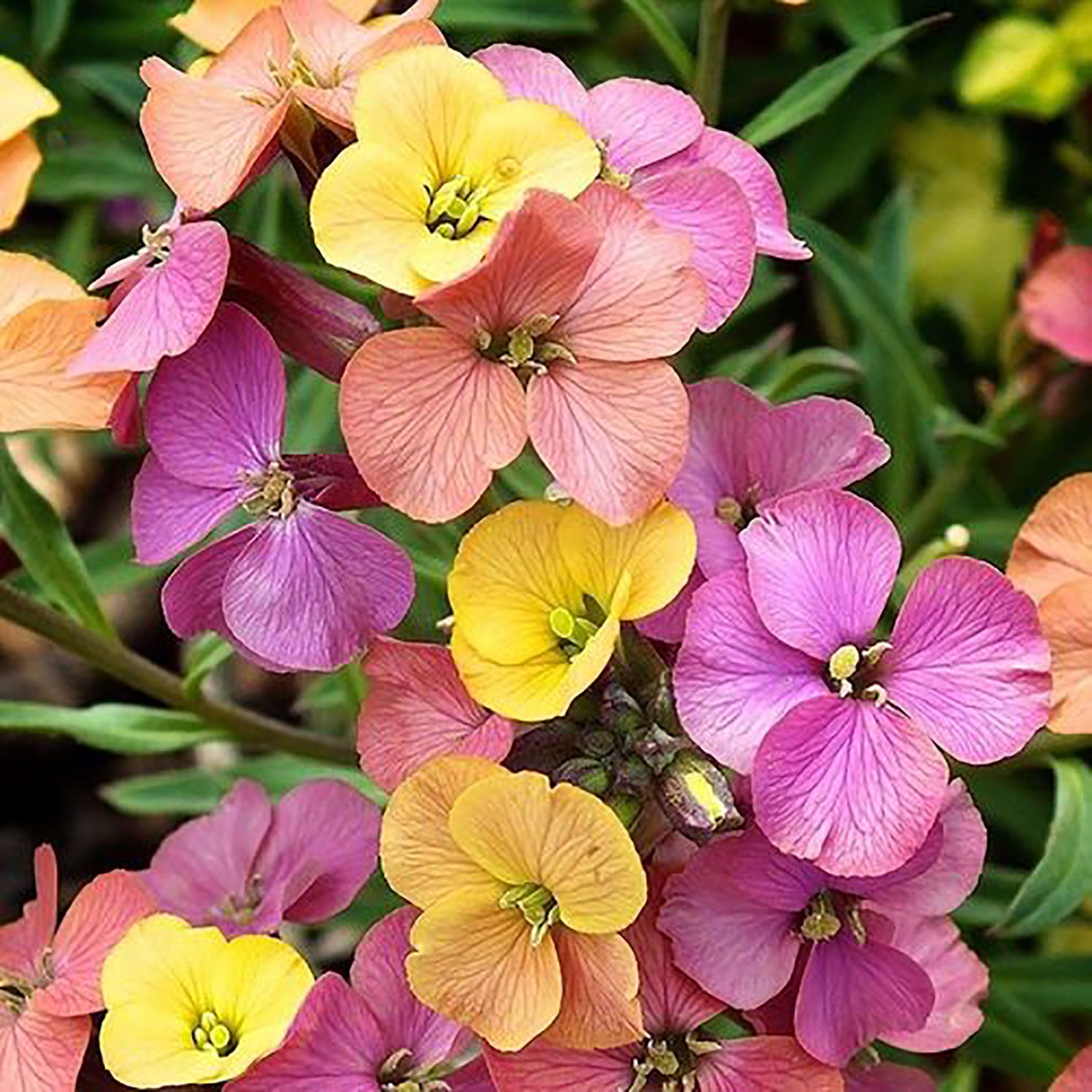 Tricolor Wallflower