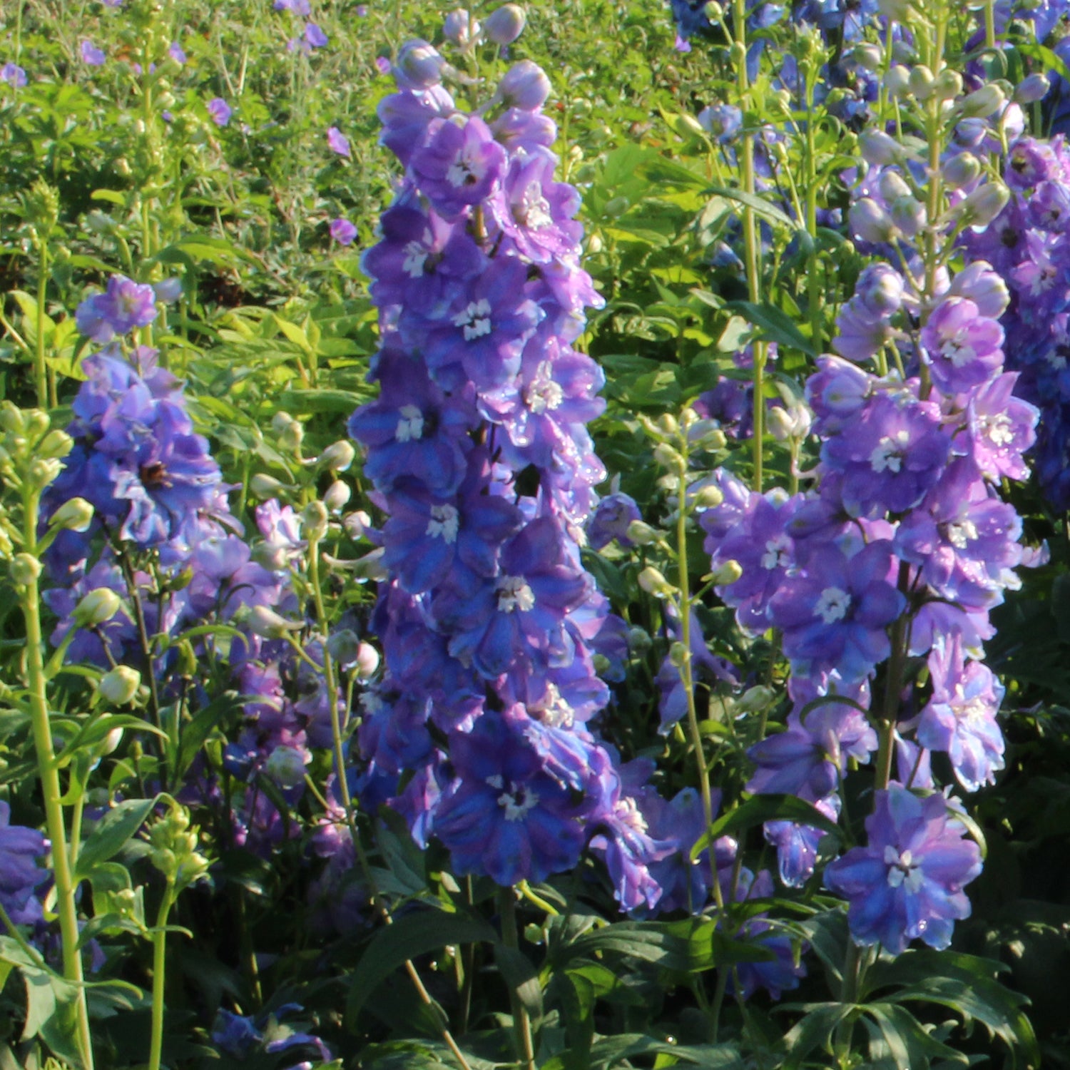 Guardian Blue Larkspur