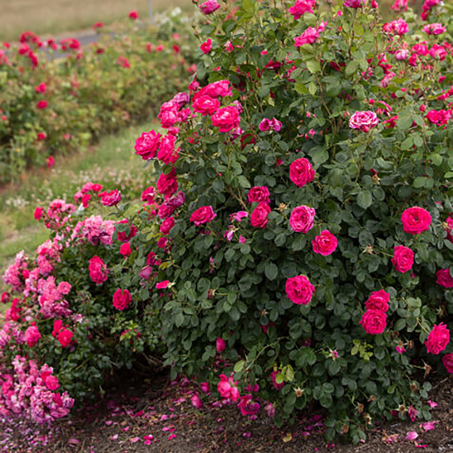 My Girl Shrub Rose