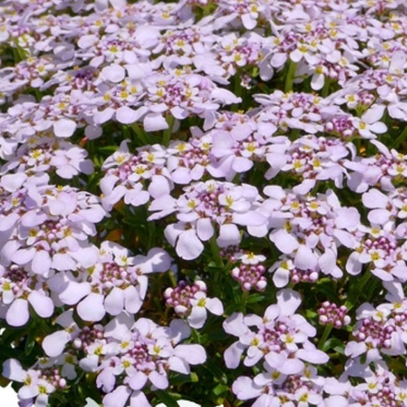 Candy Sorbet Candytuft