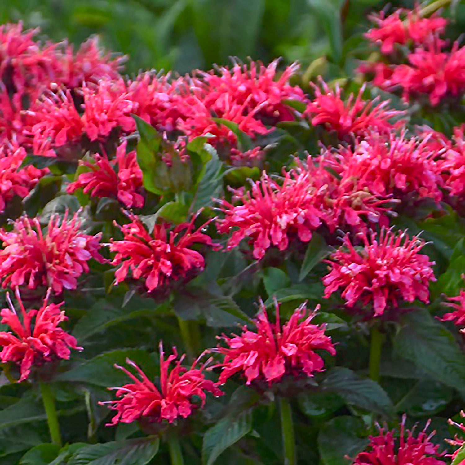 Cherry Pops Bee Balm