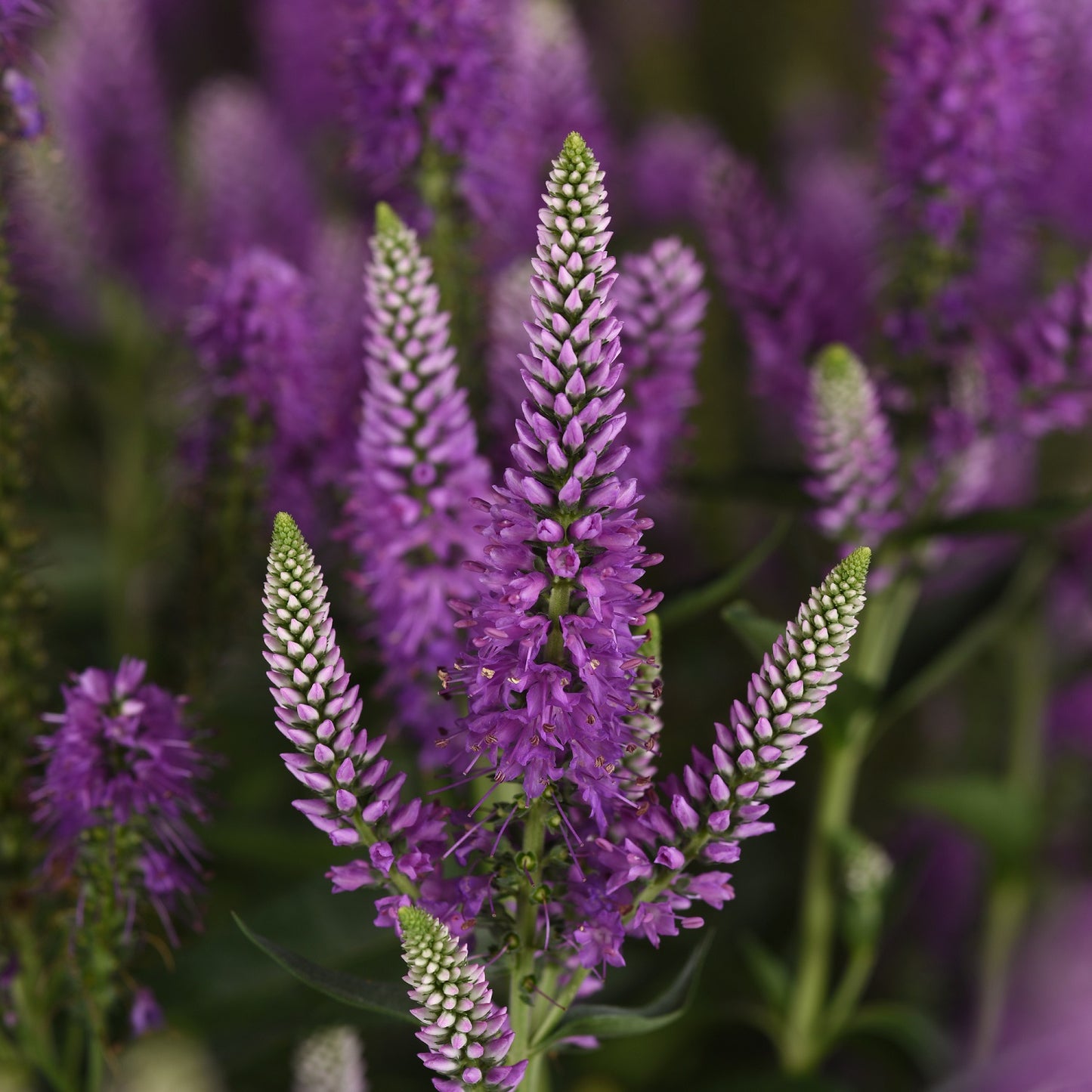Skyward™ Lilac Speedwell