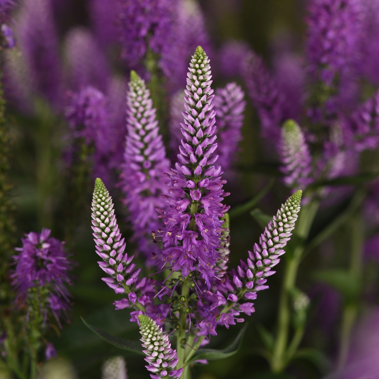 Skyward™ Lilac Speedwell