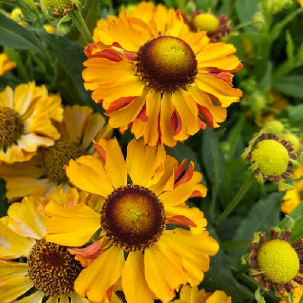 Gold Bicolor Sneezeweed