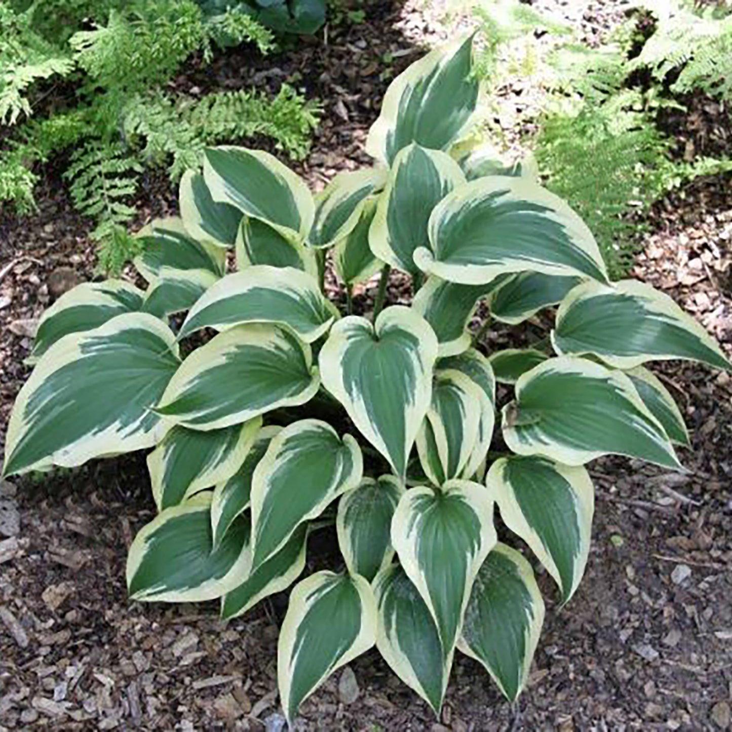 Lakeside Spruce Goose Plantain Lily
