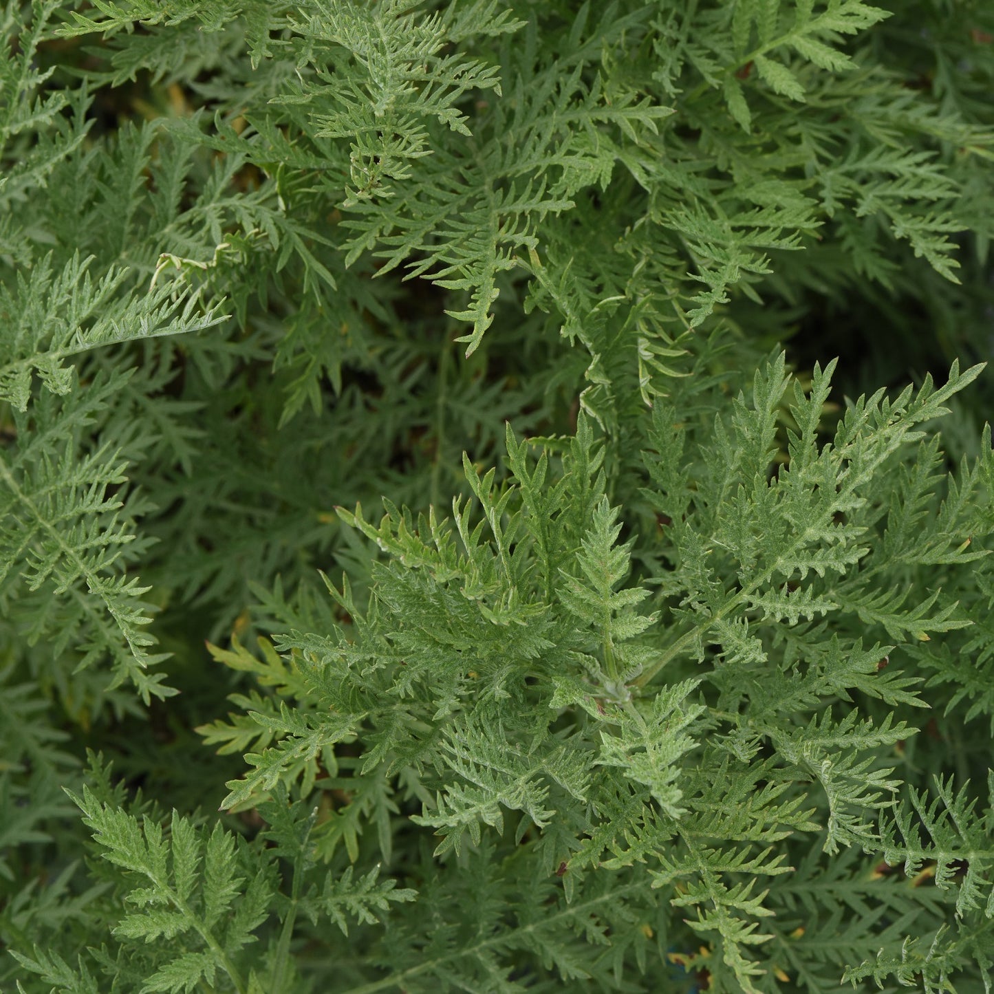 Arcadia Artemisia