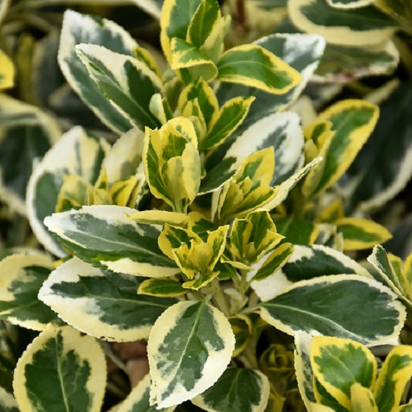 Chollipo Euonymus