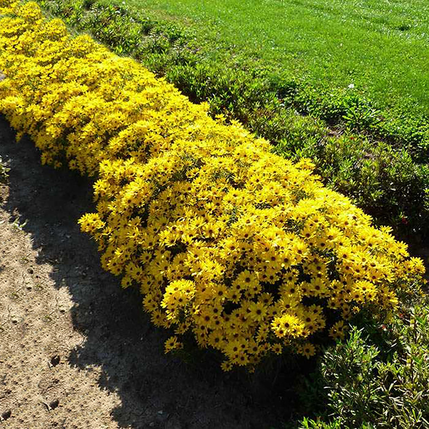 Autumn Gold Willowleaf Sunflower
