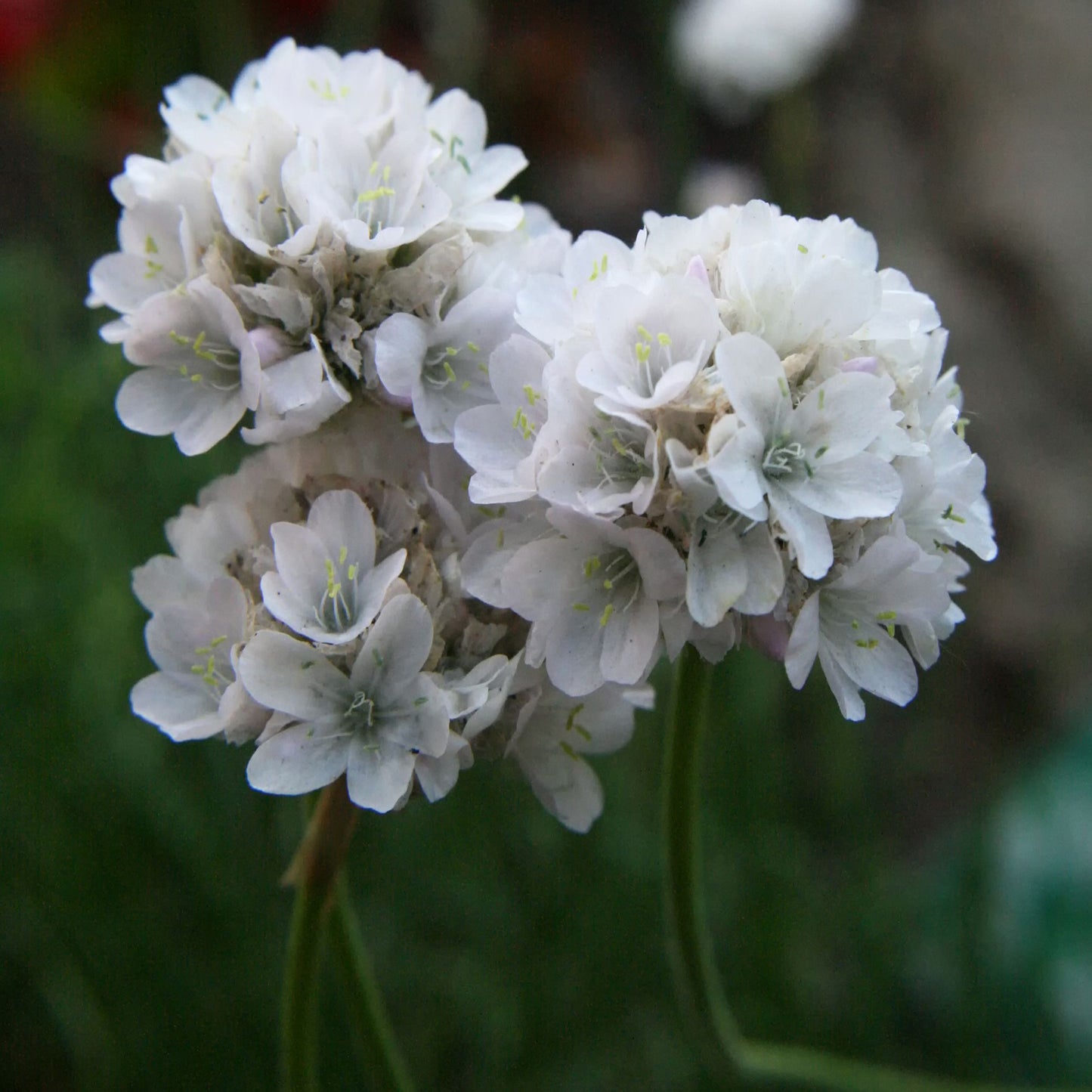 White Sea Thrift