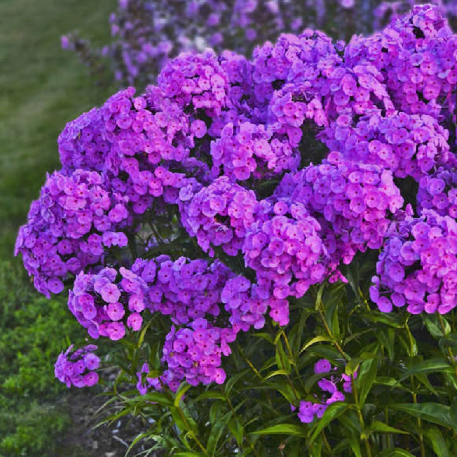 Fashionably Early Flamingo Phlox