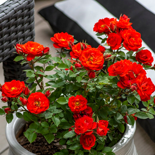 Sunblaze® Autumn Miniature Rose