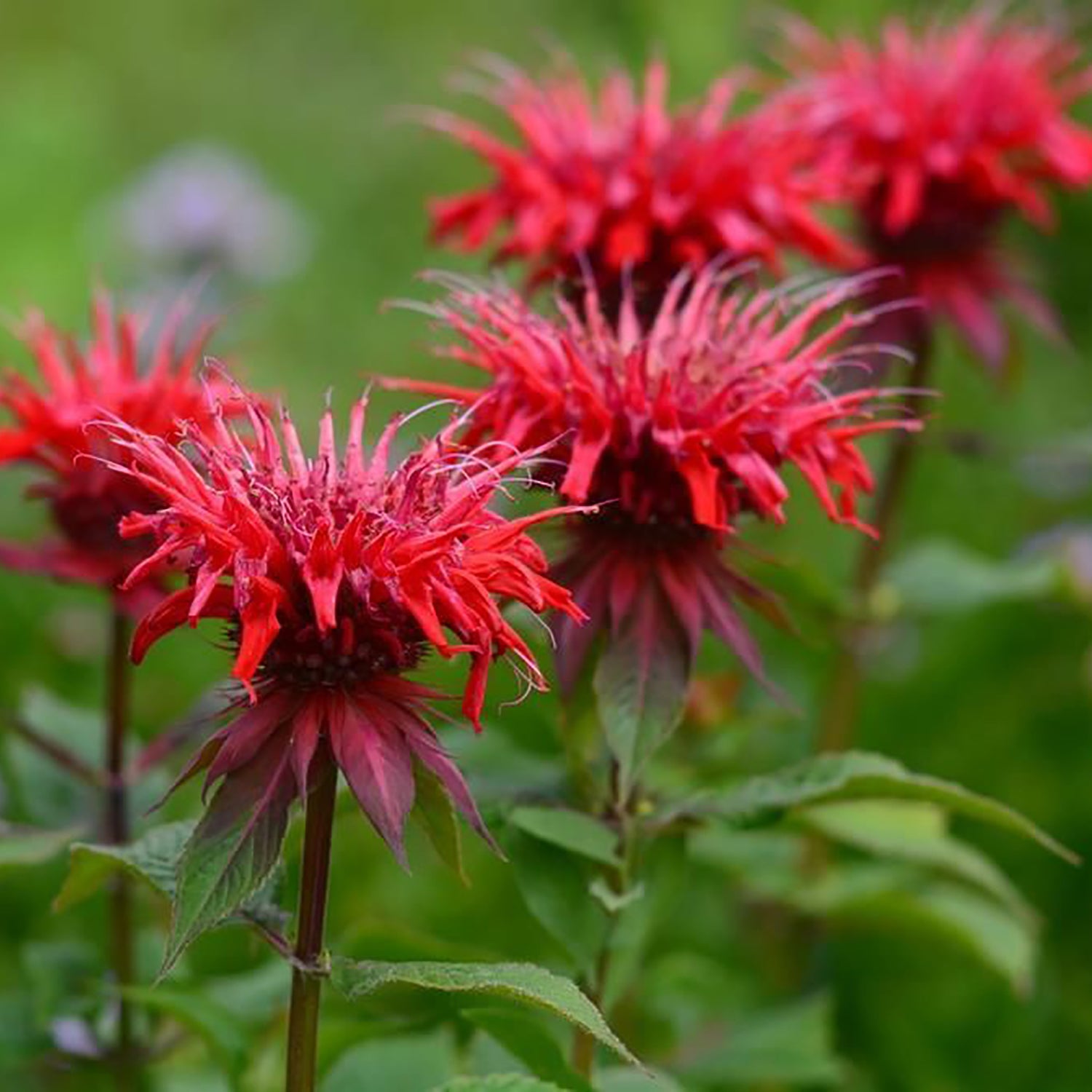 Panorama Red Bee Balm