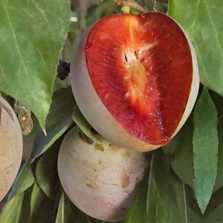 Elephant Heart Japanese Plum Tree