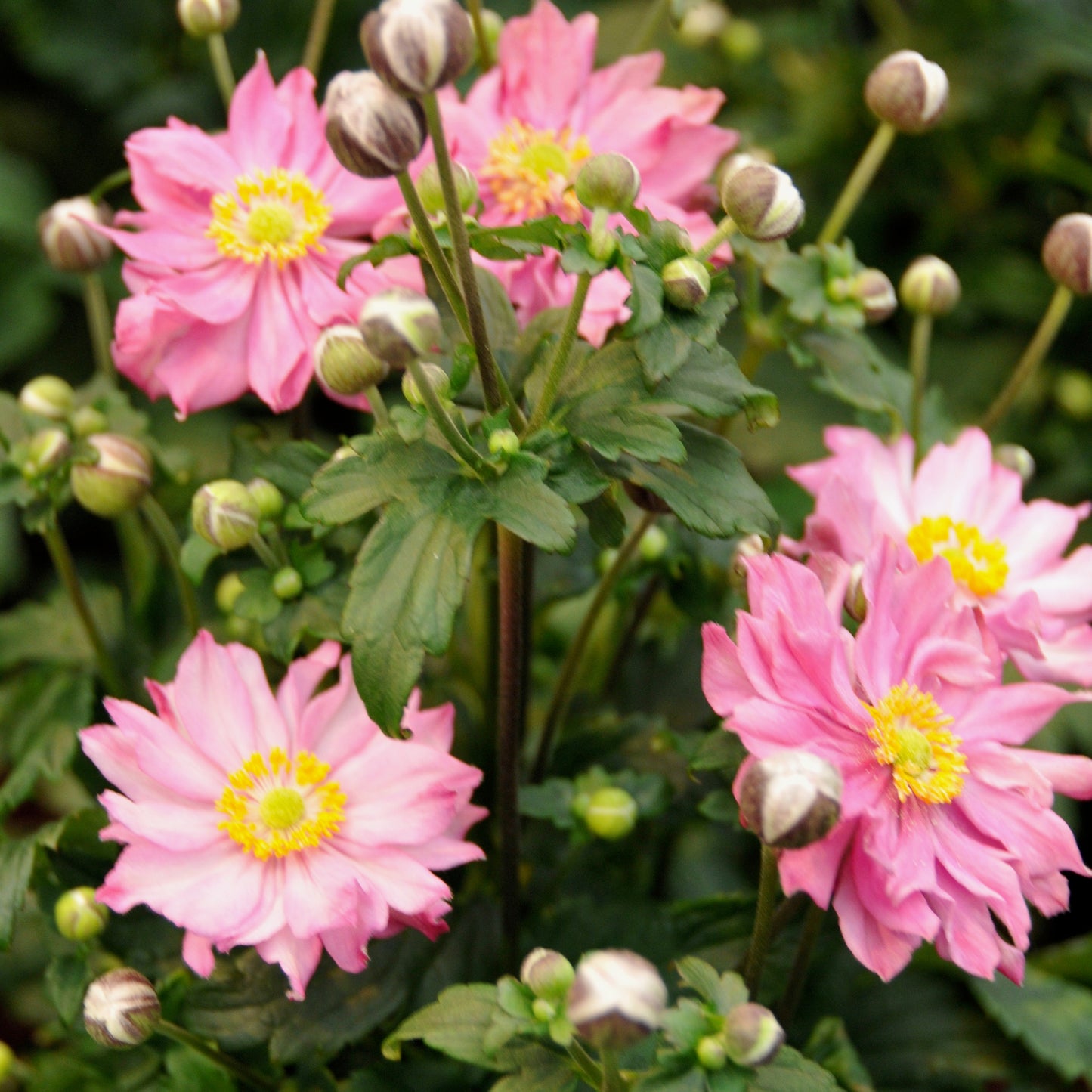 Pocahontas Japanese Anemone