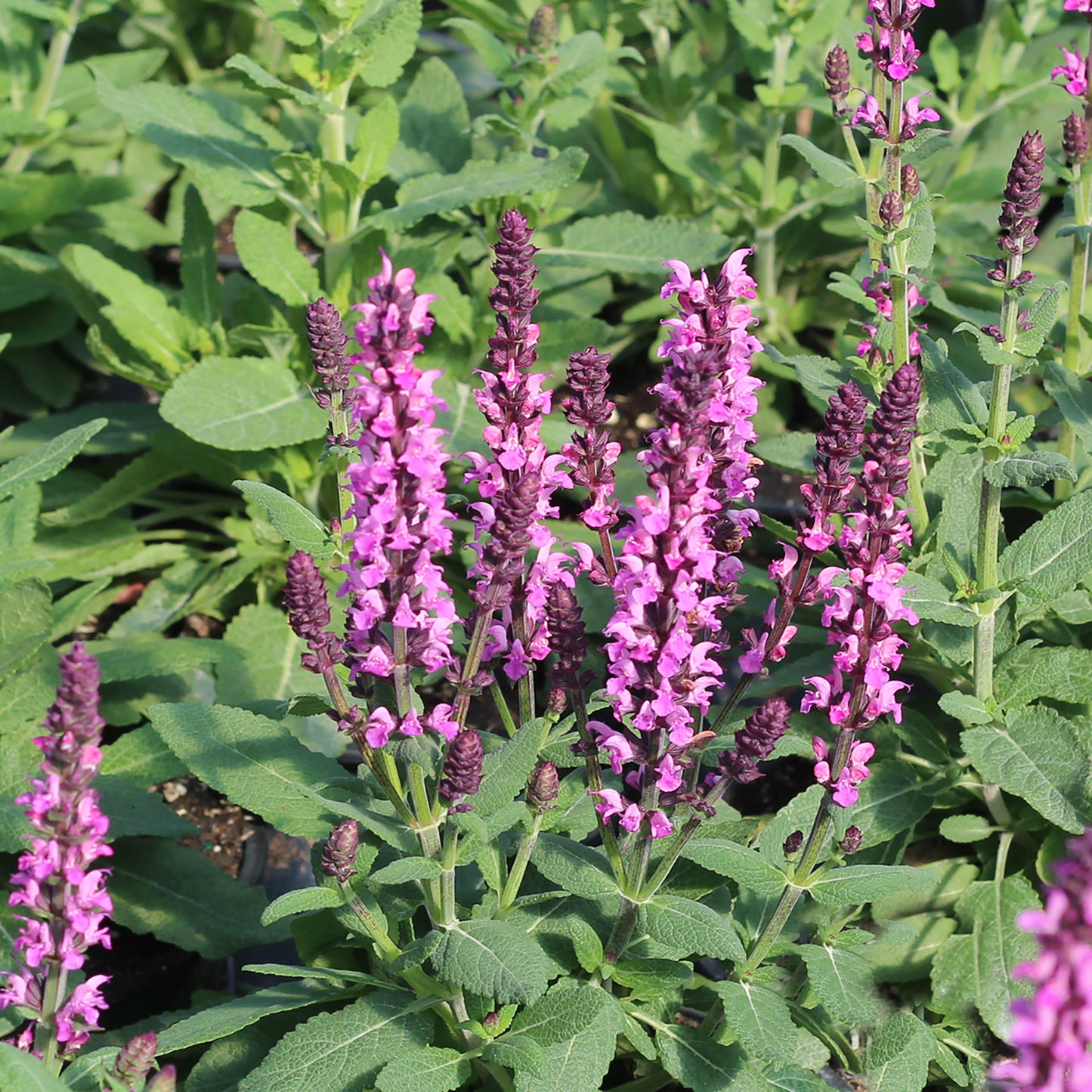 New Dimension Rose Sage